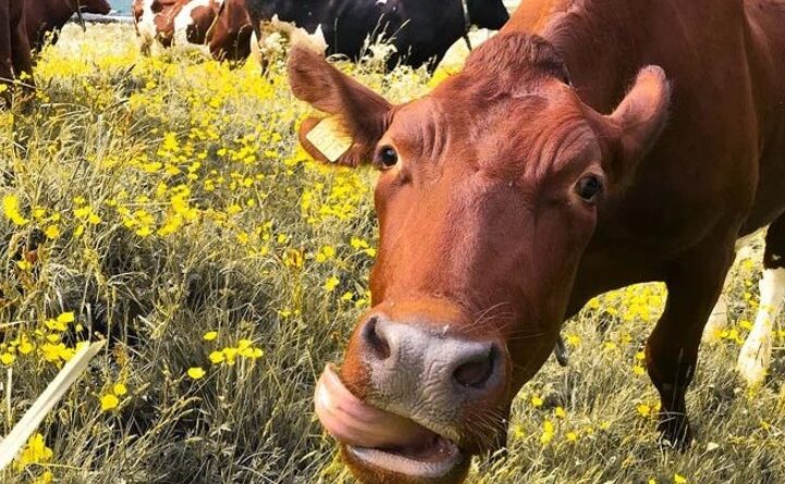 feeding cattle with seaweed