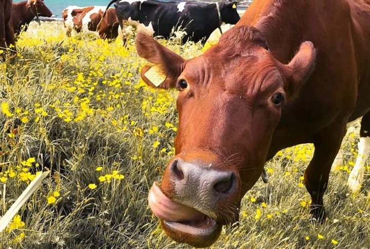 feeding cattle with seaweed