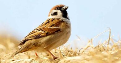 sparrows-in-danger