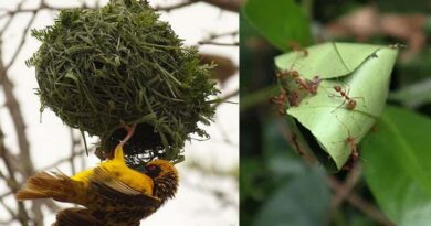 weaver-bird-vs-nalso-ant-nest