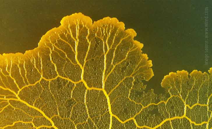 slime-mould-can-have-memory-without-brain
