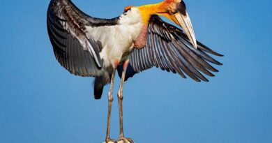 Greater-Adjutant