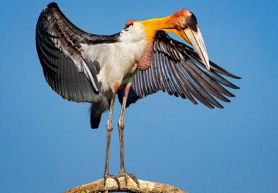 Greater-Adjutant