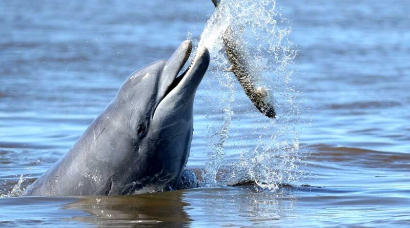 Bottlenose-Dolphin