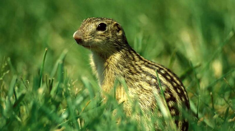 Striped-Gophers