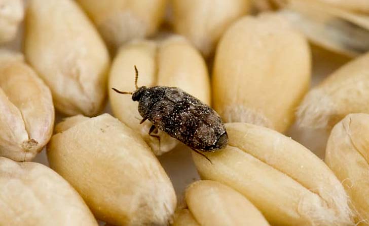 Warehouse-Beetle