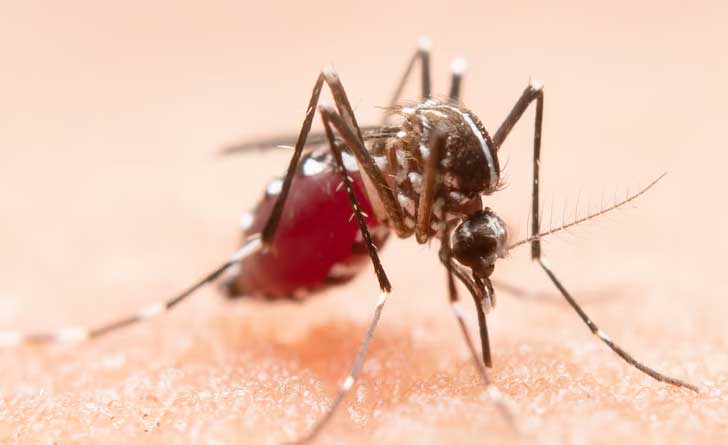 Zika-Virus-Mosquito