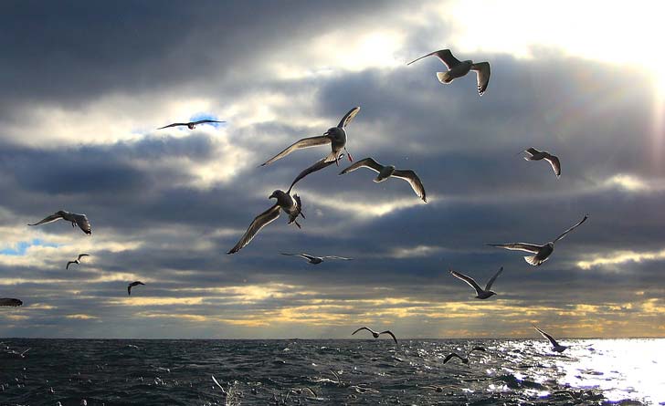 Seabirds