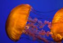 Box-jellyfish