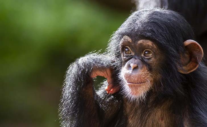 african-great-apes-facing-extinction