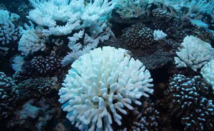 coral-is-natural-sunscreen-of-earth