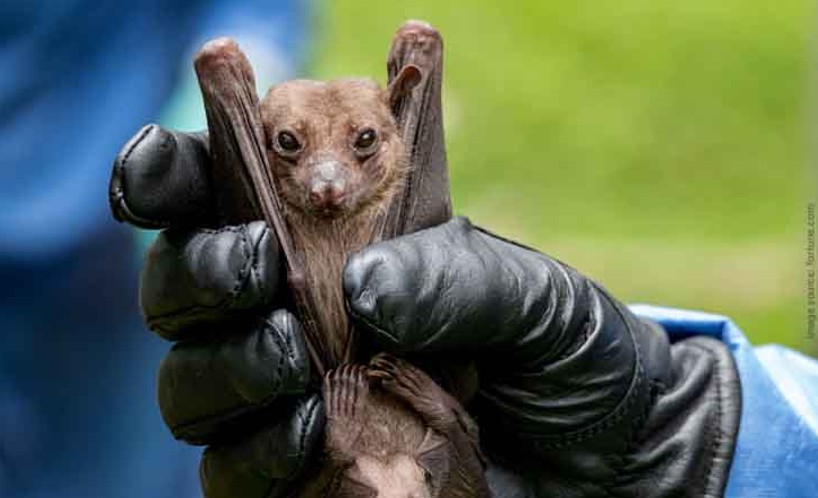 corona virus from bats