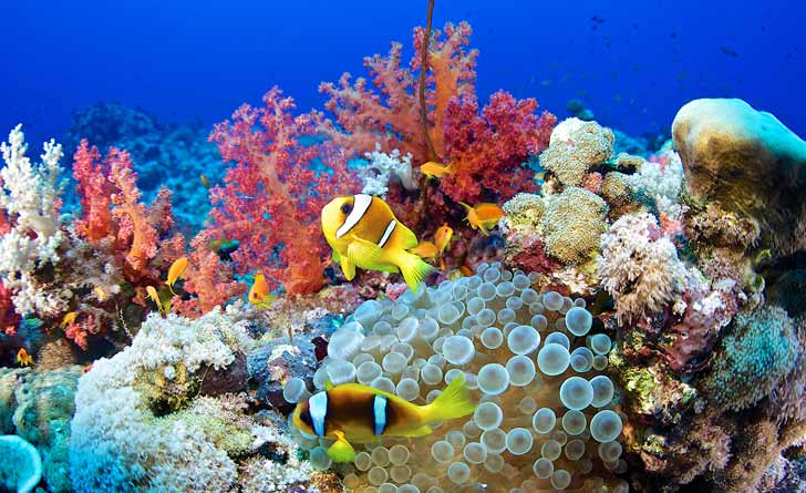 global-warming-effecton-corals