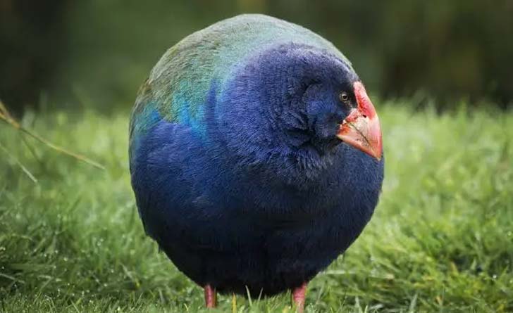 প্রায় ১০০ বছর পর নিউজিল্যান্ডে তাকাহে পাখি আবার ফিরে এসেছে!