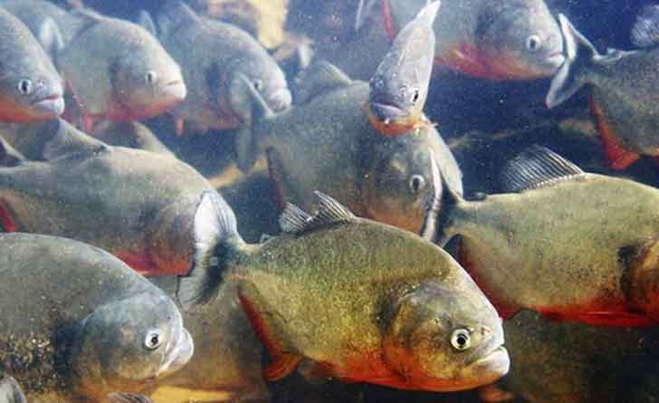 piranha
