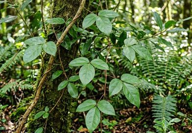 Boquila-trifoliolata