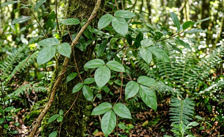 Boquila-trifoliolata