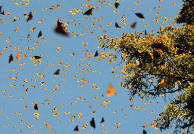 Butterfly-migration