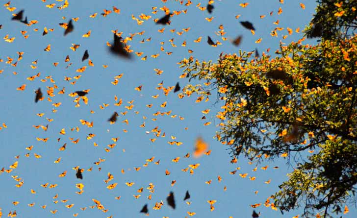 Butterfly-migration