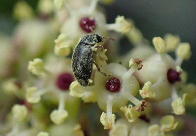 Heterhelus-beetle