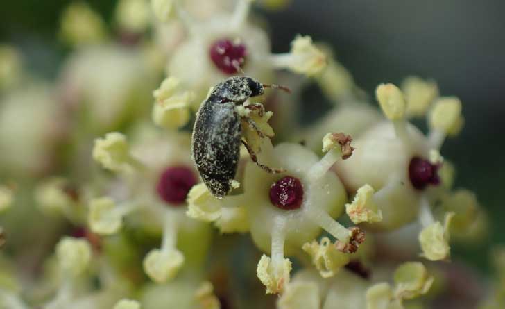 Heterhelus-beetle