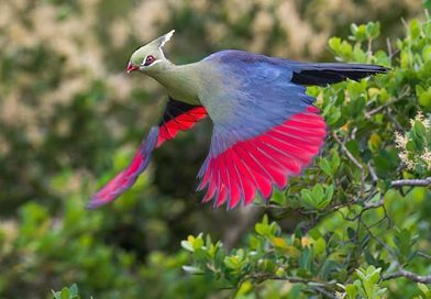 Livingstones-turaco