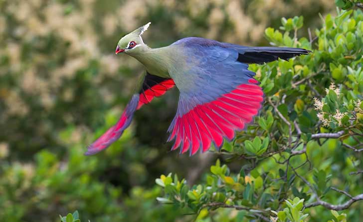Livingstones-turaco