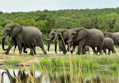 Loxodonta-africana