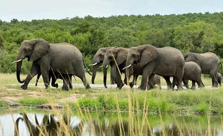 Loxodonta-africana