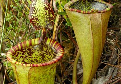 Nepenthes attenboroughii
