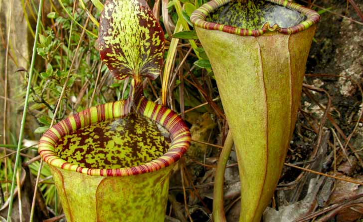 Nepenthes attenboroughii