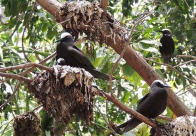 Pisonia-umbellifera-that-eats-birds