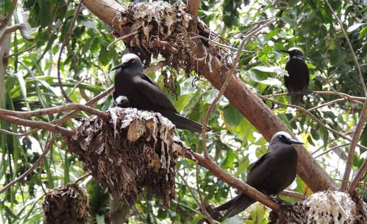 Pisonia-umbellifera-that-eats-birds