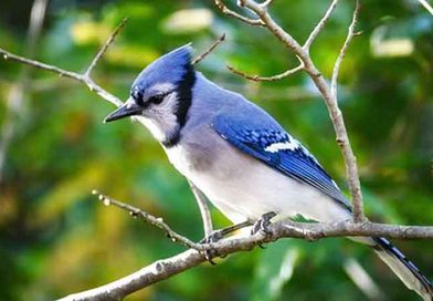 blue-jay