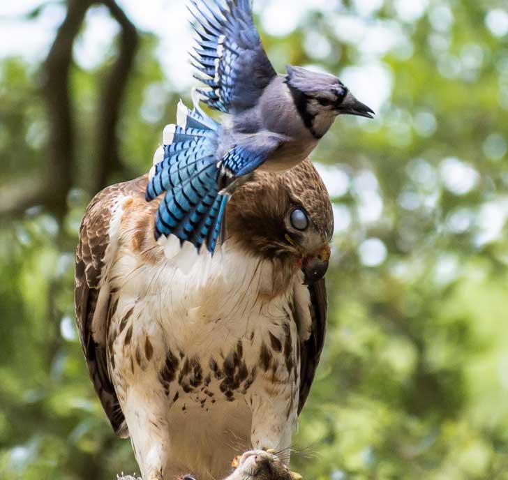 blue-jay-attacking-red-tailed-hawk