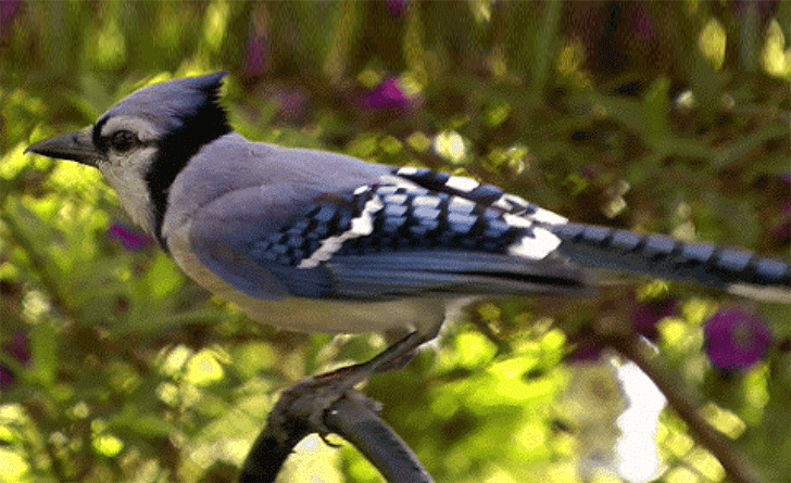 blue jay bird