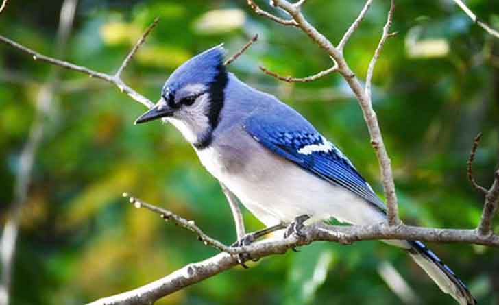 blue-jay
