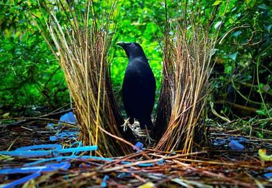 bowerbird-love-nest