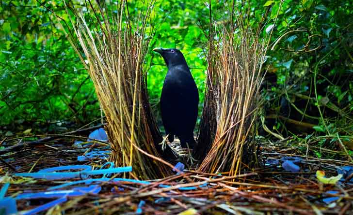 bowerbird-love-nest