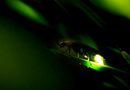 firefly