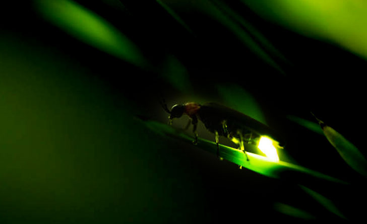 firefly