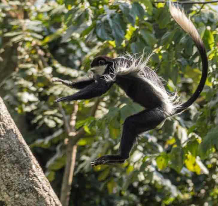 flying-colobus-monkey
