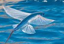 flying-sea-fish