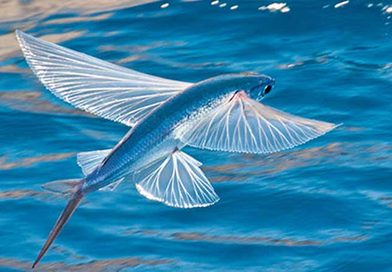 flying-sea-fish