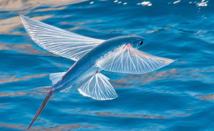 flying-sea-fish