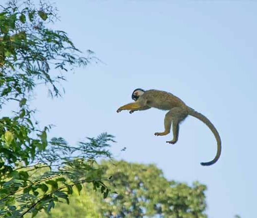 flying-spider-monkey