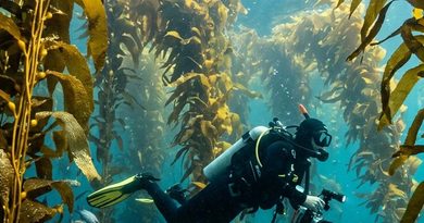 kelp-forest-2