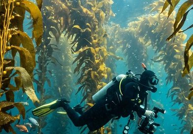 kelp-forest-2