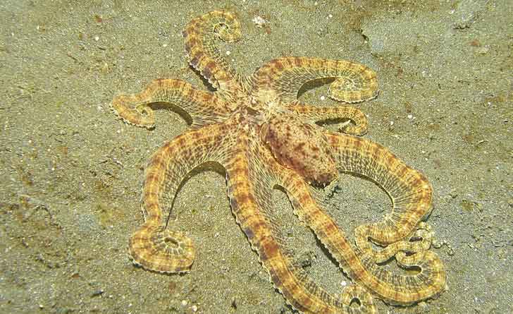 mimic-octopus