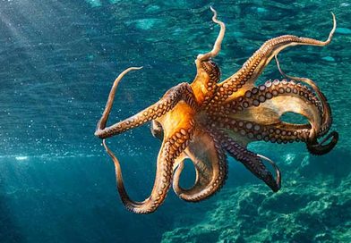 octopus
